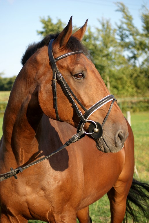 DSC04666 Kopie