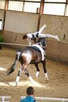 DSC03770-Kopie