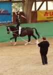 DSC04845-Kopie